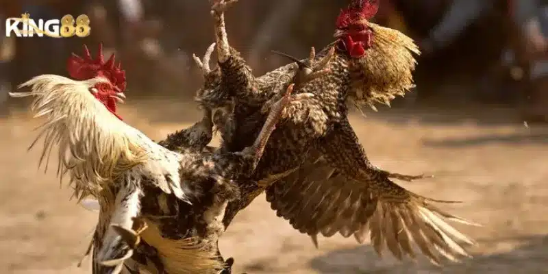 Đá gà King88 - Đấu trường gay cấn dành riêng cho dân chuyên 3 Ưu đãi đặc biệt dành cho người chơi đá gà King88